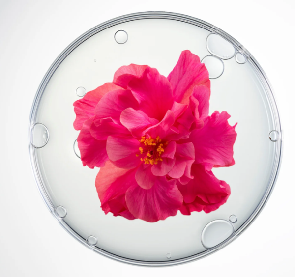 Cellcosmet CellEctive Cellcollagen Face and Neck 4 + 4x1,5 ml